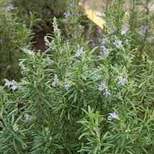 Rosemary oil